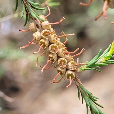Melaleuca parvistaminea (Small-flowered Honey-myrtle) at Mulloon, NSW - 9 Jan 2022 by tpreston
