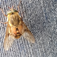 Dasybasis sp. (genus) (A march fly) at Mulloon, NSW - 9 Jan 2022 by tpreston