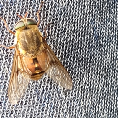 Dasybasis sp. (genus) (A march fly) at Mulloon, NSW - 10 Jan 2022 by trevorpreston