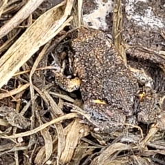 Uperoleia laevigata (Smooth Toadlet) at Mulloon, NSW - 9 Jan 2022 by tpreston