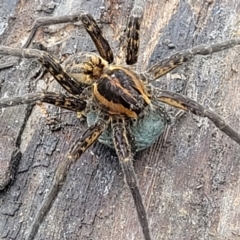 Dolomedes sp. (genus) (Fishing spider) at Mulloon, NSW - 10 Jan 2022 by trevorpreston