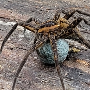 Dolomedes sp. (genus) at Mulloon, NSW - 10 Jan 2022