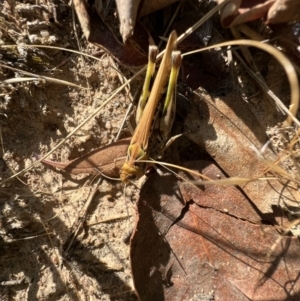 Chortoicetes terminifera at Murrumbateman, NSW - 10 Jan 2022