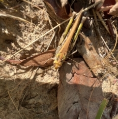 Chortoicetes terminifera at Murrumbateman, NSW - 10 Jan 2022