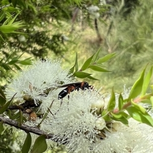 Ichneumon promissorius at Murrumbateman, NSW - 10 Jan 2022 09:55 AM