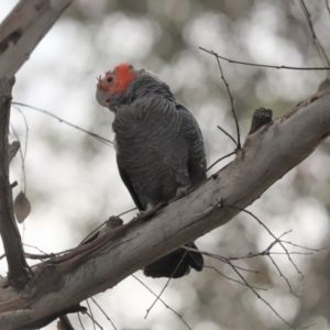 Callocephalon fimbriatum at Cook, ACT - 10 Jan 2022