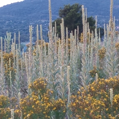 Verbascum thapsus subsp. thapsus (Great Mullein, Aaron's Rod) at Urambi Hills - 10 Jan 2022 by michaelb