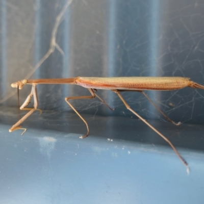 Archimantis latistyla (Stick Mantis, Large Brown Mantis) at Rugosa - 10 Jan 2022 by SenexRugosus