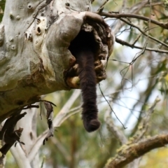 Petauroides volans (Southern Greater Glider) at Uriarra, NSW - 2 Jan 2022 by PennyD