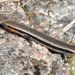 Acritoscincus platynotus (Red-throated Skink) at Rendezvous Creek, ACT - 9 Jan 2022 by JohnBundock