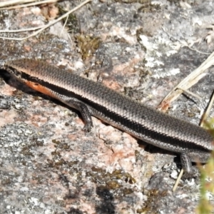 Acritoscincus platynotus at Rendezvous Creek, ACT - 10 Jan 2022 10:28 AM