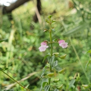 Scutellaria humilis at Yass River, NSW - 9 Jan 2022