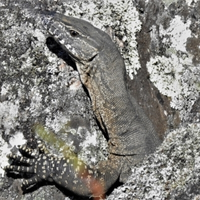 Varanus rosenbergi (Heath or Rosenberg's Monitor) at Rendezvous Creek, ACT - 10 Jan 2022 by JohnBundock