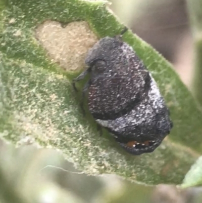 Platybrachys sp. (genus) (A gum hopper) at Booth, ACT - 1 Jan 2022 by Tapirlord