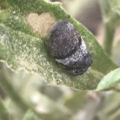 Platybrachys sp. (genus) at Booth, ACT - 2 Jan 2022