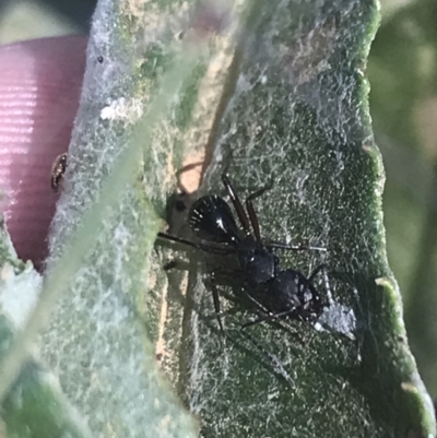 Camponotus sp. (genus) (A sugar ant) at Booth, ACT - 1 Jan 2022 by Tapirlord