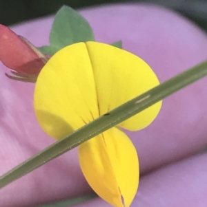 Lotus corniculatus at Booth, ACT - 2 Jan 2022 09:42 AM