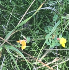 Lotus corniculatus at Booth, ACT - 2 Jan 2022 09:42 AM