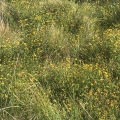 Lotus corniculatus at Booth, ACT - 2 Jan 2022 09:42 AM