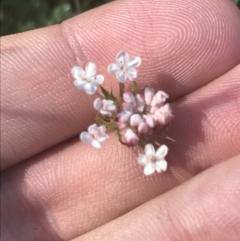 Trachymene humilis subsp. humilis (Alpine Trachymene) at Booth, ACT - 1 Jan 2022 by Tapirlord