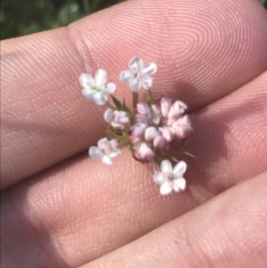 Trachymene humilis subsp. humilis at Booth, ACT - 2 Jan 2022