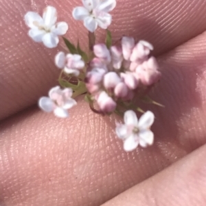 Trachymene humilis subsp. humilis at Booth, ACT - 2 Jan 2022