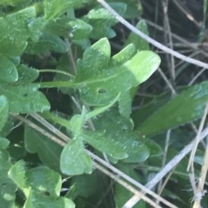 Trachymene humilis subsp. humilis at Booth, ACT - 2 Jan 2022