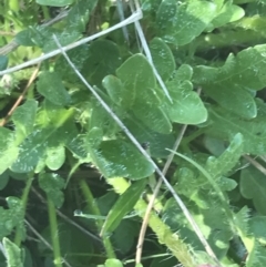 Trachymene humilis subsp. humilis at Booth, ACT - 2 Jan 2022