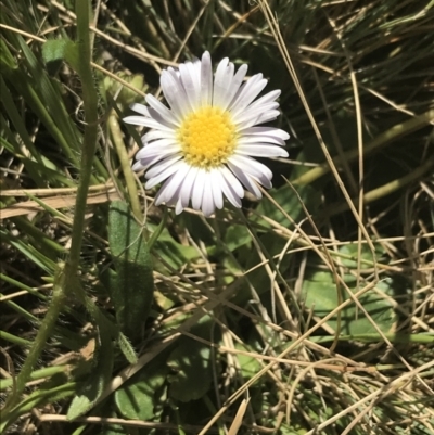 Brachyscome decipiens (Field Daisy) at Booth, ACT - 2 Jan 2022 by Tapirlord