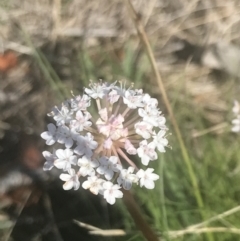 Trachymene humilis subsp. humilis (Alpine Trachymene) at Booth, ACT - 2 Jan 2022 by Tapirlord