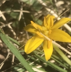 Hypoxis hygrometrica var. hygrometrica (Golden Weather-grass) at Booth, ACT - 2 Jan 2022 by Tapirlord