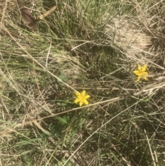 Hypoxis hygrometrica var. hygrometrica at Booth, ACT - 2 Jan 2022