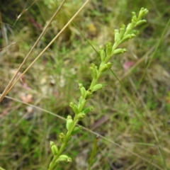 Microtis parviflora (Slender Onion Orchid) at Tennent, ACT - 10 Jan 2022 by JohnBundock