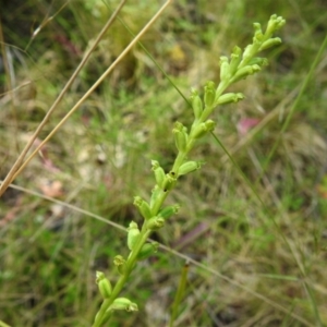 Microtis parviflora at Tennent, ACT - suppressed