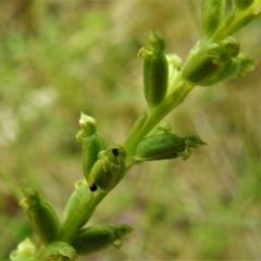 Microtis parviflora at Tennent, ACT - suppressed