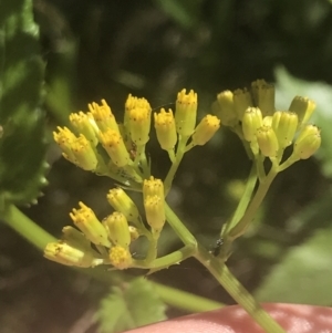 Senecio linearifolius var. latifolius at Booth, ACT - 2 Jan 2022 09:52 AM