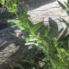 Senecio linearifolius var. latifolius at Booth, ACT - 2 Jan 2022 09:52 AM