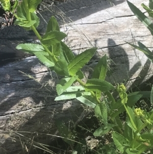 Senecio linearifolius var. latifolius at Booth, ACT - 2 Jan 2022 09:52 AM