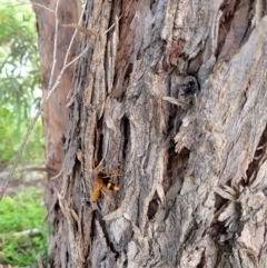 Cryptocheilus sp. (genus) (Spider wasp) at Holder, ACT - 10 Jan 2022 by Gina