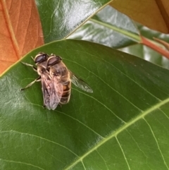 Eristalis tenax (Drone fly) at Theodore, ACT - 10 Jan 2022 by Cardy