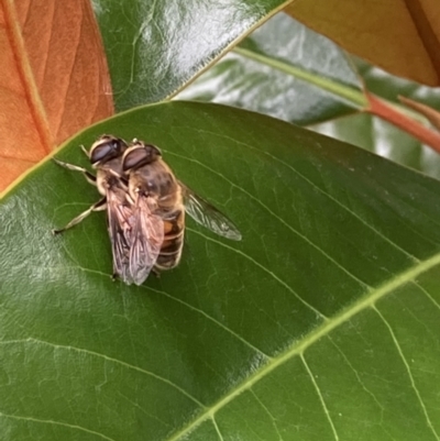 Eristalis tenax (Drone fly) at Theodore, ACT - 9 Jan 2022 by Cardy