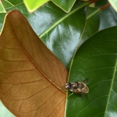 Eristalis tenax at Theodore, ACT - 10 Jan 2022