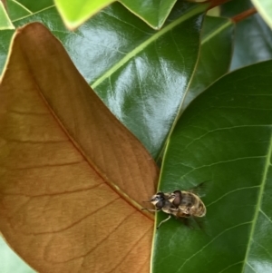 Eristalis tenax at Theodore, ACT - 10 Jan 2022