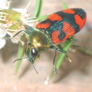 Castiarina delectabilis at Cotter River, ACT - 3 Jan 2022 11:01 PM