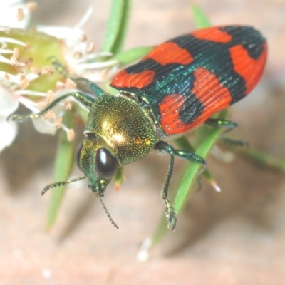 Castiarina delectabilis (A jewel beetle) at Cotter River, ACT - 3 Jan 2022 by Harrisi