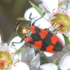 Castiarina delectabilis at Cotter River, ACT - 3 Jan 2022 11:01 PM