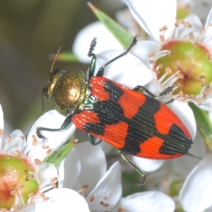 Castiarina delectabilis at Cotter River, ACT - 3 Jan 2022 11:01 PM