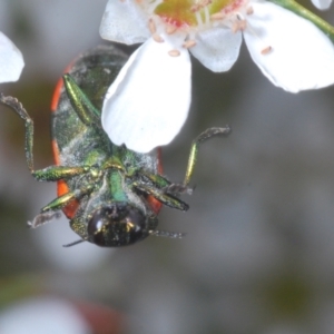 Castiarina delectabilis at Cotter River, ACT - 3 Jan 2022