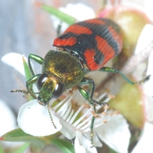 Castiarina delectabilis at Cotter River, ACT - 3 Jan 2022