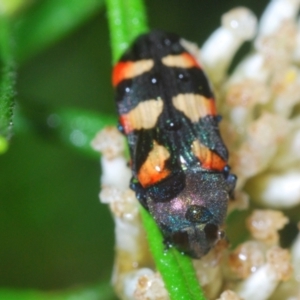 Castiarina sexplagiata at Paddys River, ACT - 6 Jan 2022 09:28 AM